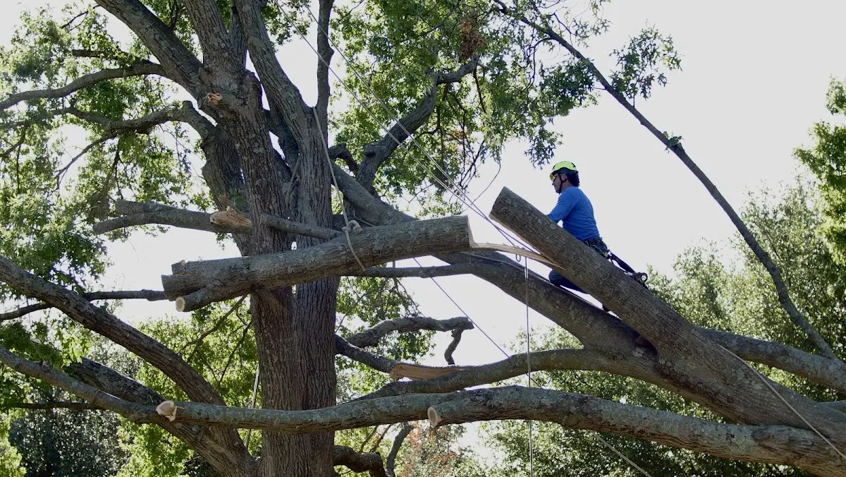 Professional Crown Thinning performed by certified arborists in Holly Springs
