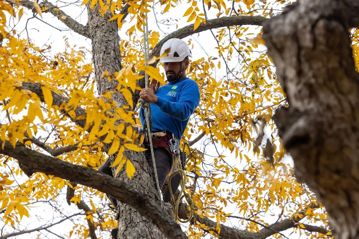 Skilled Tree Transplanting crew working in Holly Springs