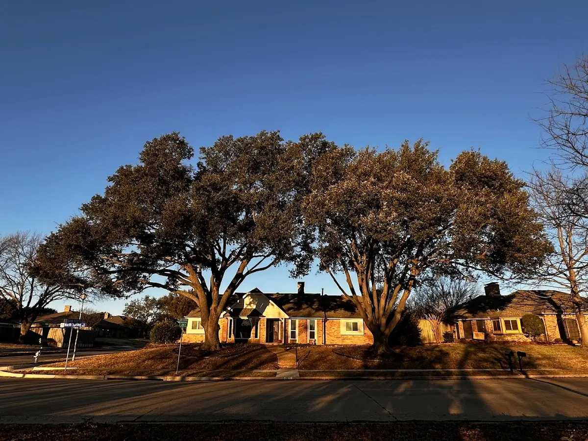 Established residential canopy tree shading a home in Holly Springs